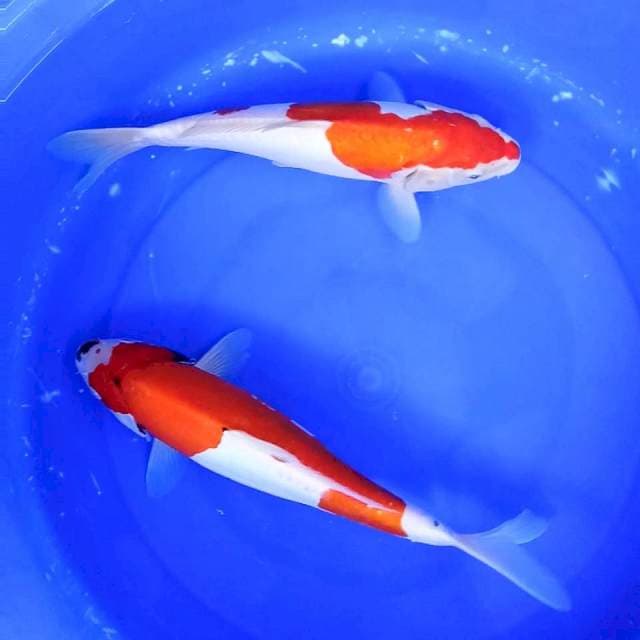 Duo Doitsu // 35&38cm