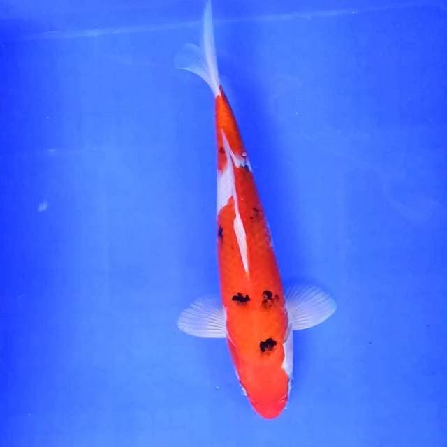 Sanke // 31cm