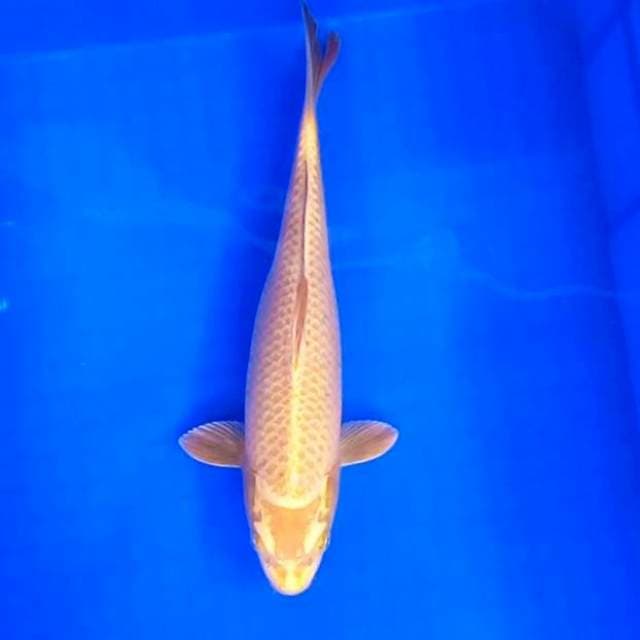 Ogon // 31cm