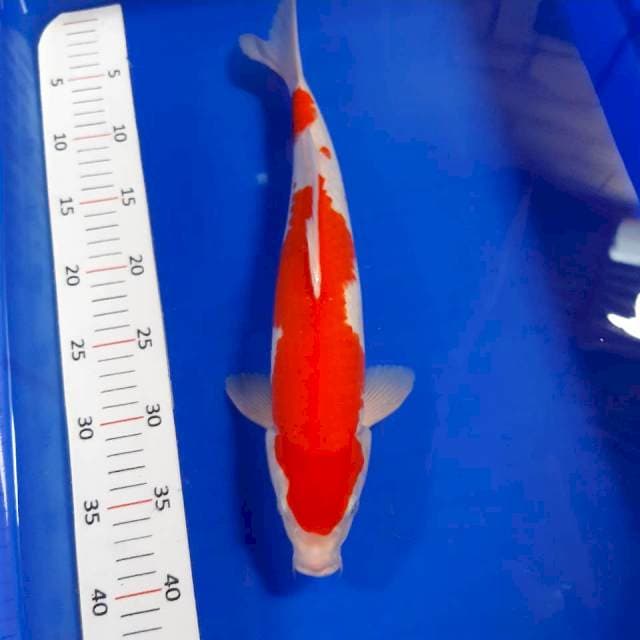 Kohaku strong 37 male