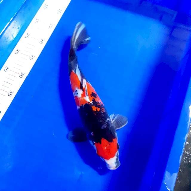 Showa 35cm