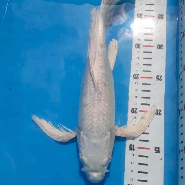 Kumpay platinum 32cm