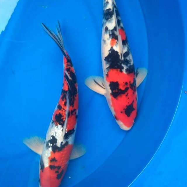 Sk taisho shansoku