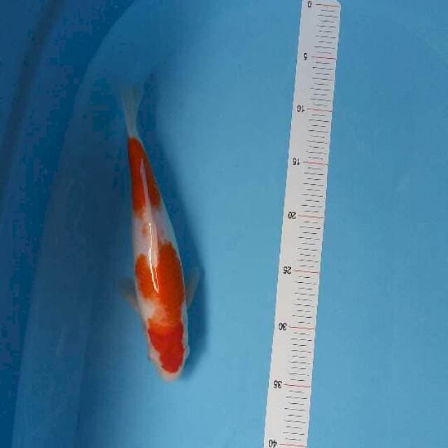 Nidan Kohaku