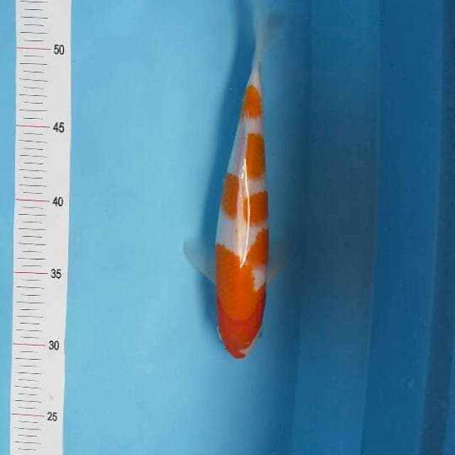 Kohaku Jos