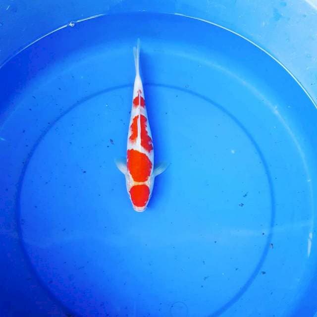 Maruten Kohaku 24cm