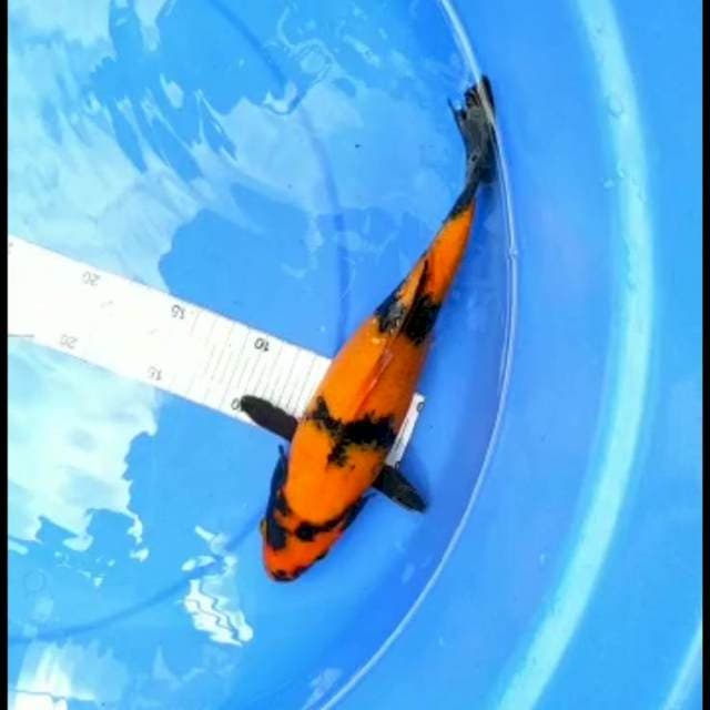 Hi Utsuri