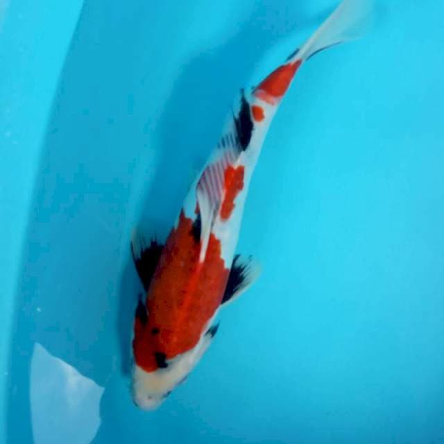 JANTAN