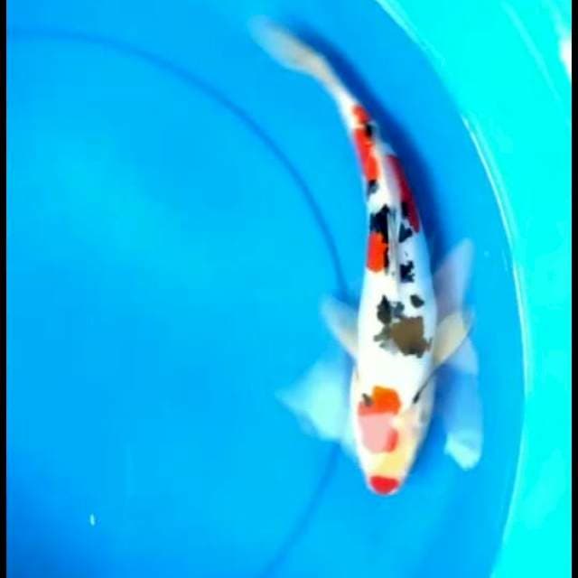 Sanke kucibeni doit 36 cm