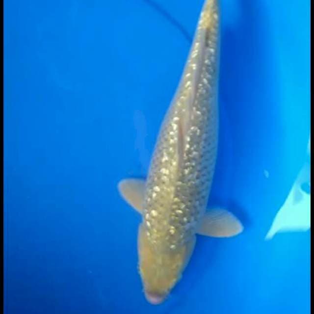 Midori ginrin 38 cm