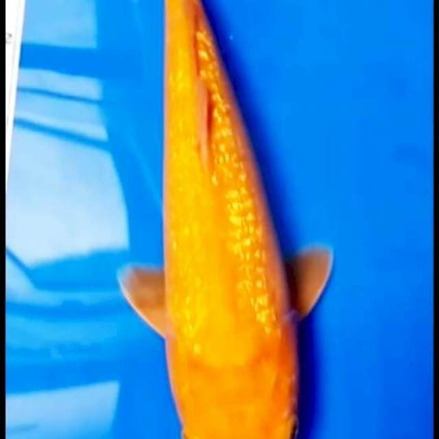 Karasi mata merah ginrin size 33 cm