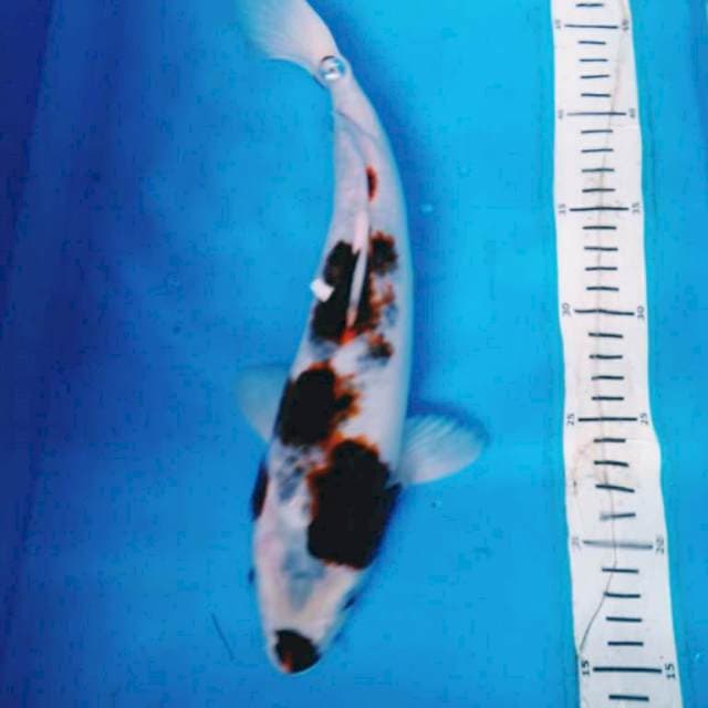Budo goromo 34 cm