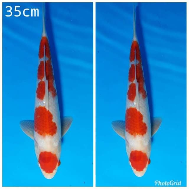 Maruten kohaku