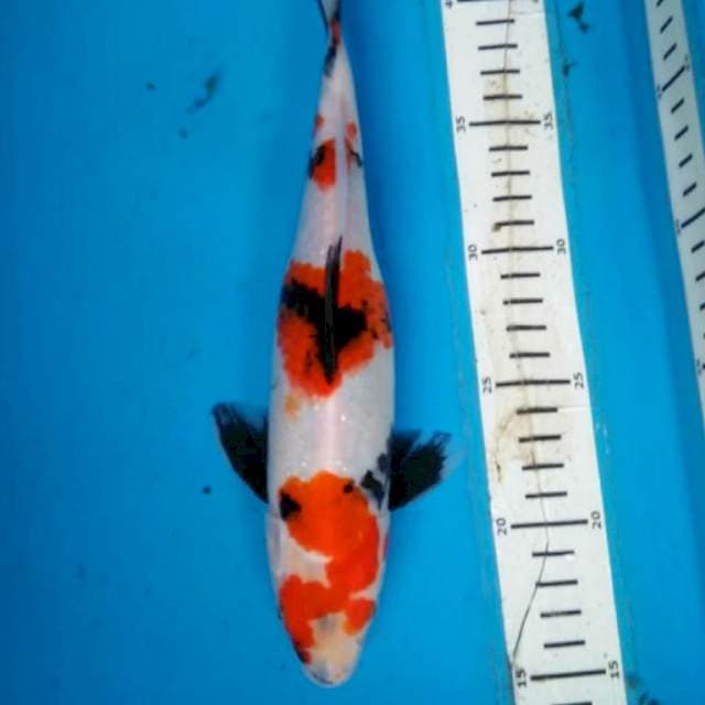 SHoWA 28 cm