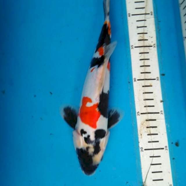 DOITSU SHOWA 27 cm