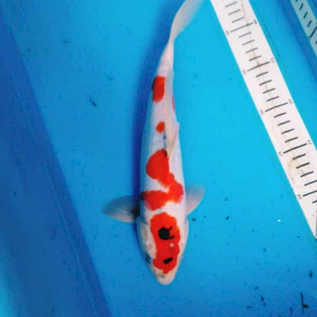 DOITSU SHOWA 31 cm