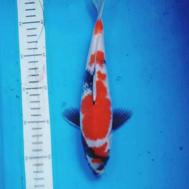 SHOWA 31 cm