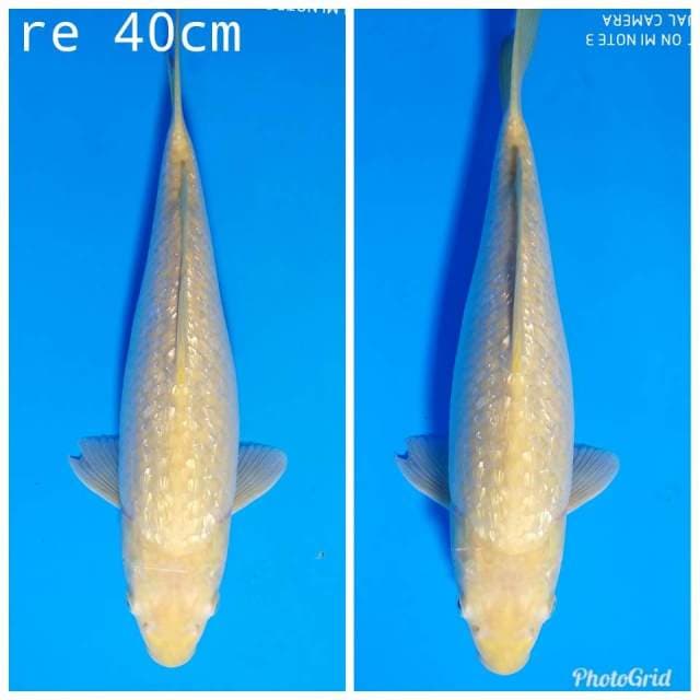 Jumbo karasi full ginrin