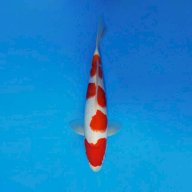 DOJO 5 ~ KOHAKU ™