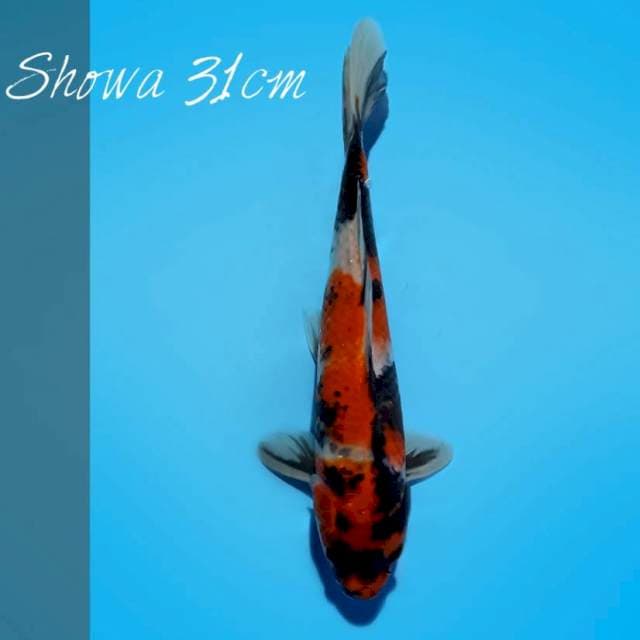 Showa Sanshoku I