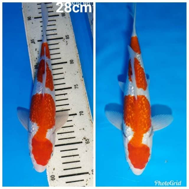 Maruten kohaku super ginrin