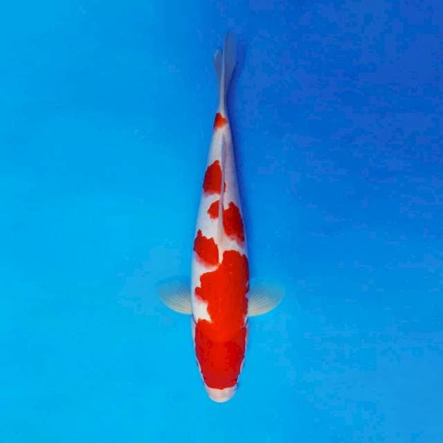 DOJO 11 ~ KOHAKU ™
