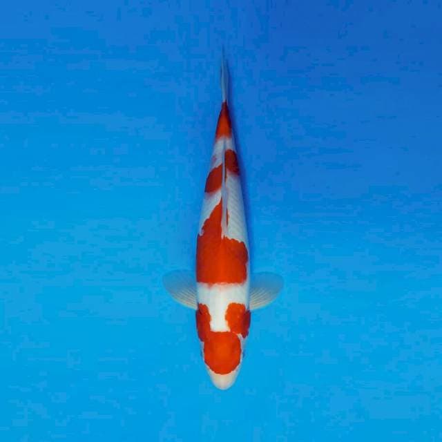 DOJO 14 ~ KOHAKU ™