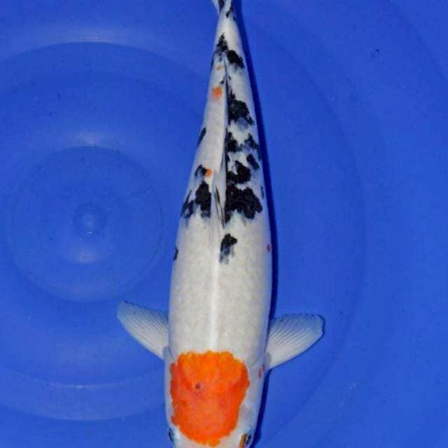 Tancho Sanke 42cm 🎏
