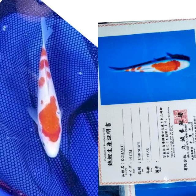 Kohaku marusei