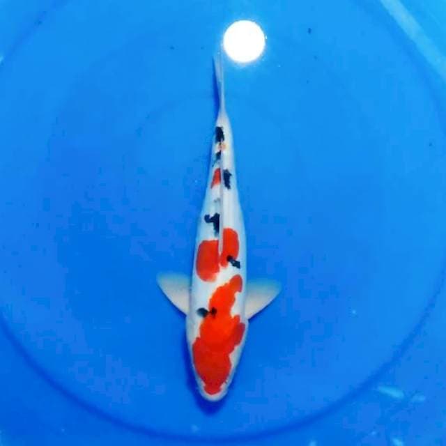 Dhoitsu tsubosumi