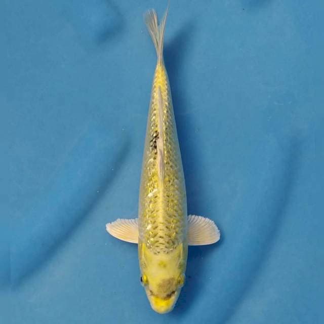 Ginrin Import non serti