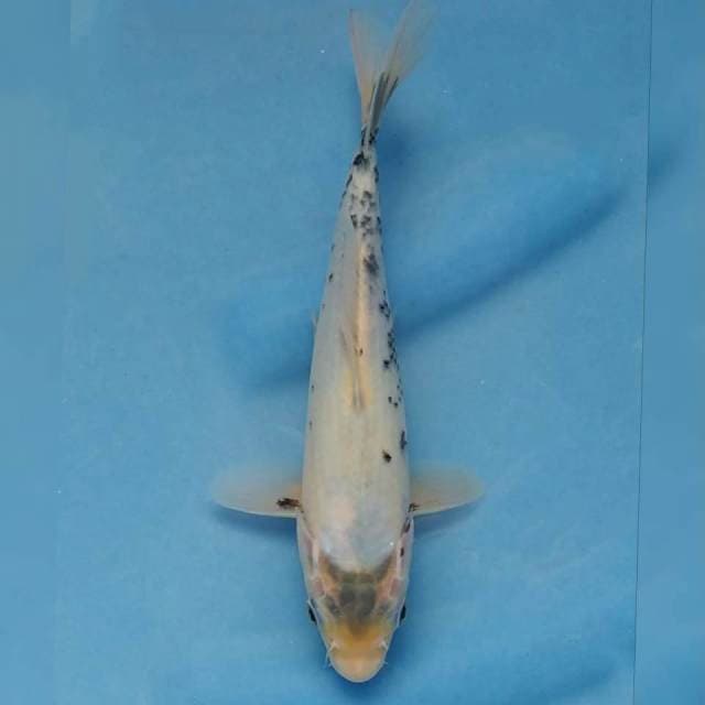 Tategoi Shiro Import non serti