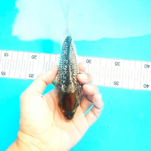 Tanco 21cm