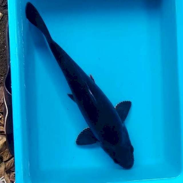 Chagoi hitam 36cm