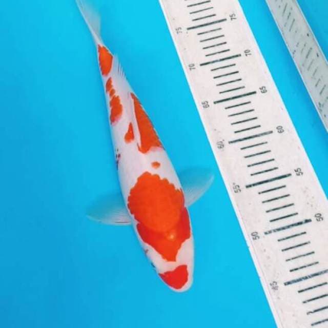 HQ.KOHAKU