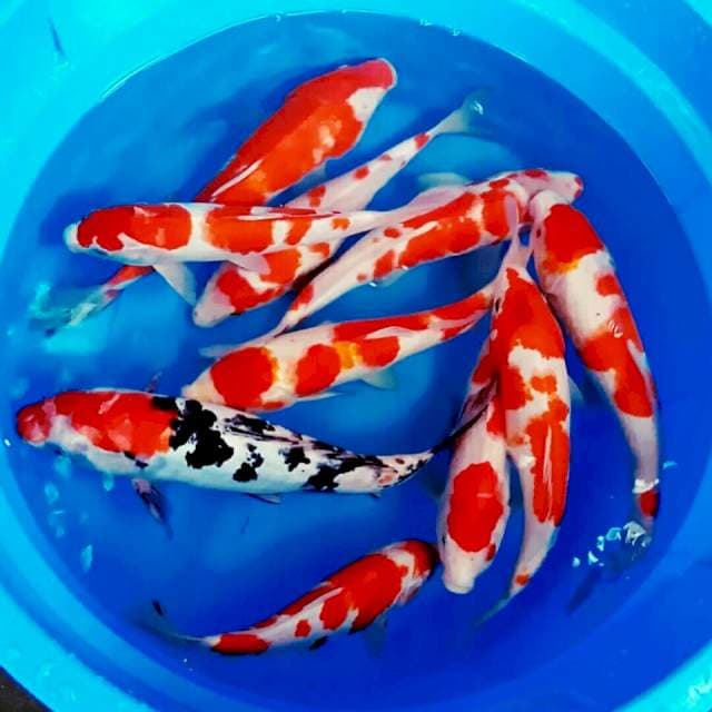 Kohaku sanke 25-30 up (10 ekor)