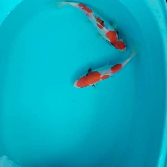Kohaku
