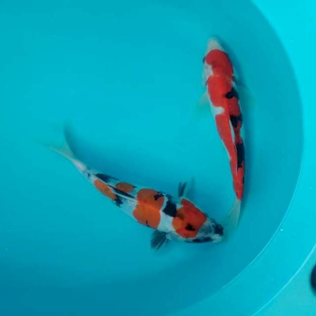 Kohaku 25