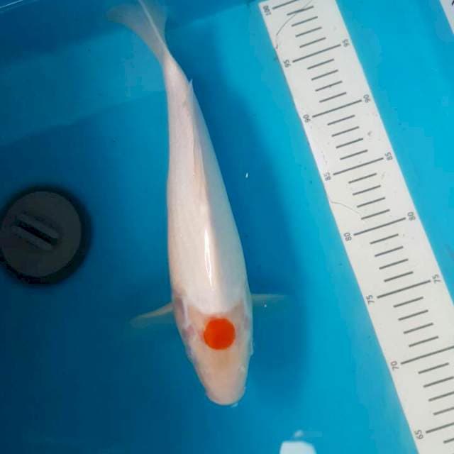 Tancho Kohaku F1 Momotaro
