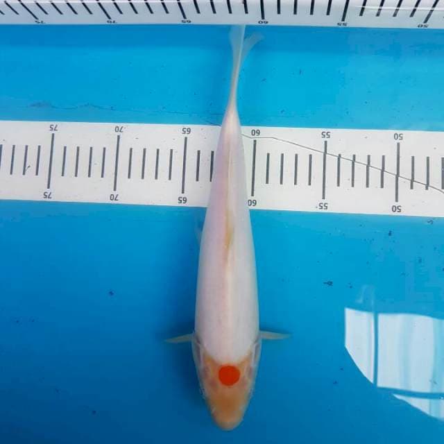 Tancho Kohaku F1 Momotaro
