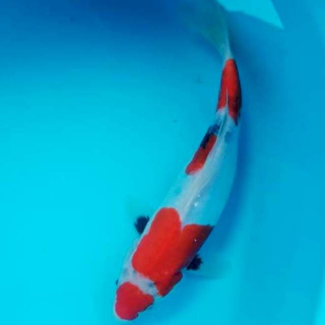 Kohaku 26