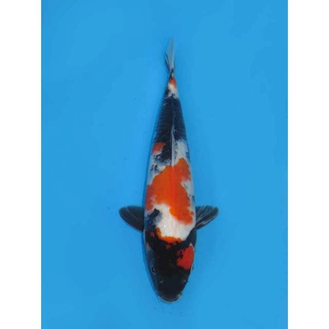 Showa Jumbo - 35cm Male