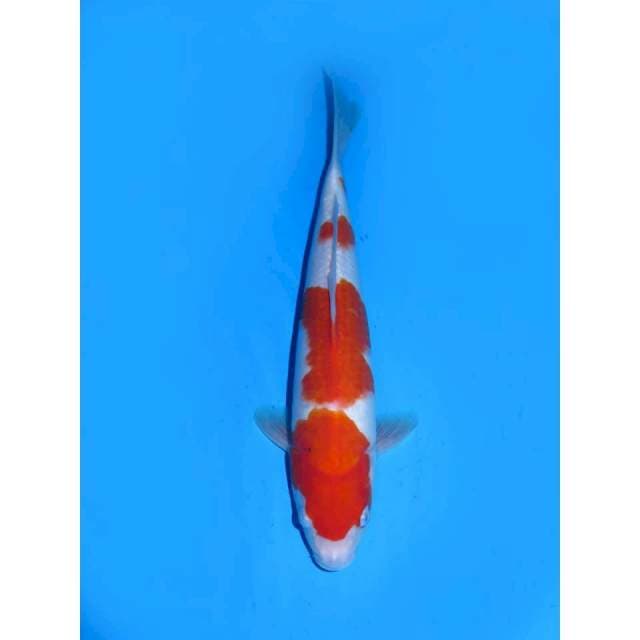 Sandan Kohaku - 29cm Male