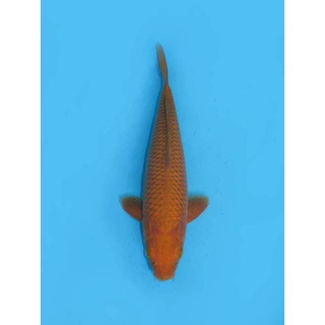 Chagoi Tembaga Tidak Bocor - 31cm Male