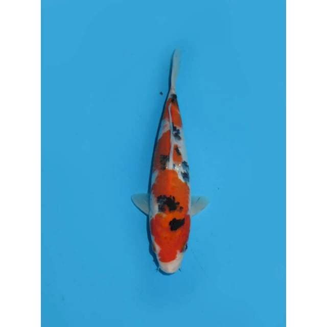 Taisho Sanke Ori - 23cm Male
