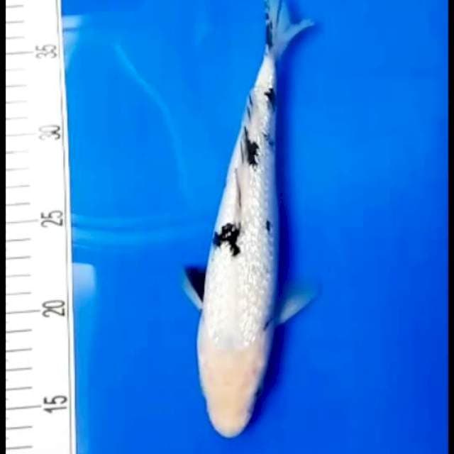 Beko ginrin 25 cm