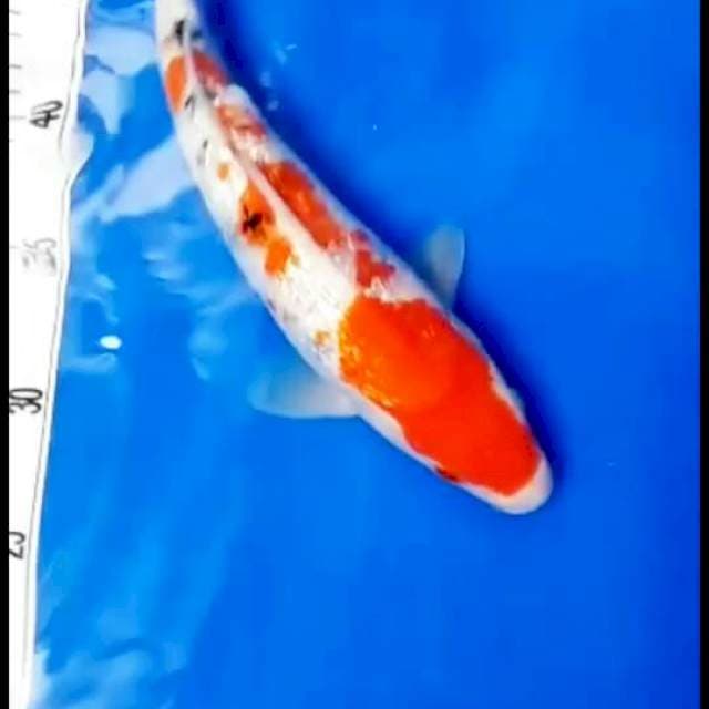 Sanke ginrin 28 cm