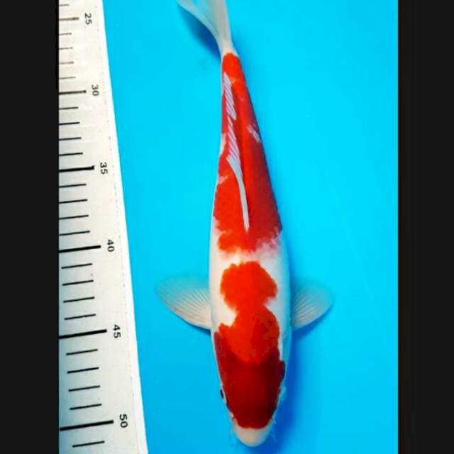 KOHAKU STRONG 29cm JANTAN
