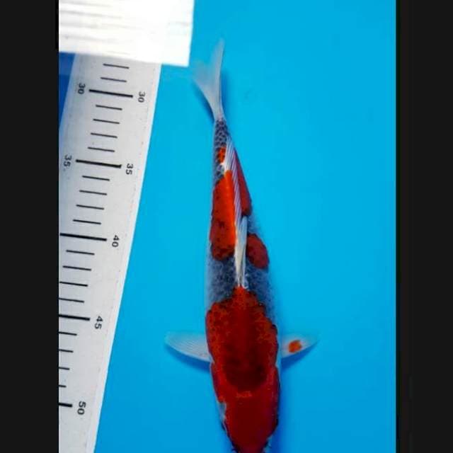 GOSHIKI RED 26cm FEMALE
