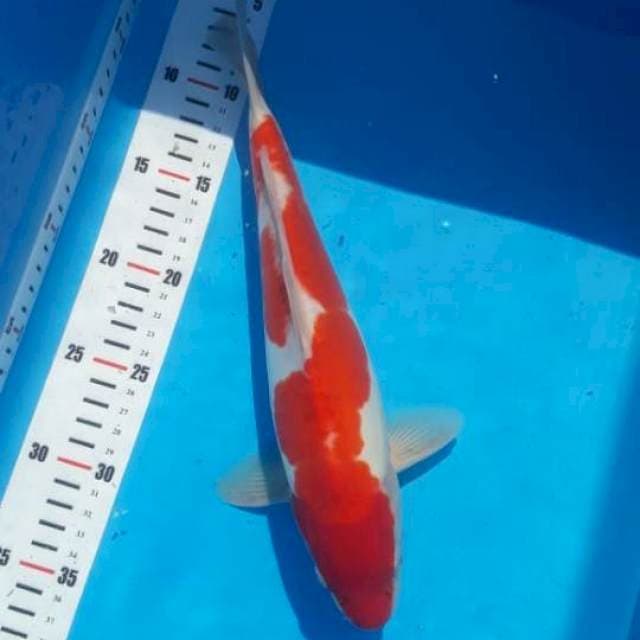 Kohaku 32